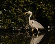 grey heron D7000 kw500mm_DSC2299.jpg