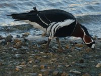 Whitlingham red breasted goose.jpg