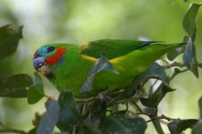 Double-eyed Fig Parrot PAG.JPG