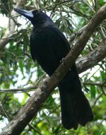 Black Butcherbird.JPG