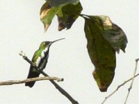 Black-throated Mango, female - Ammo Ponds, Panama - copyright Blake Maybank.jpg