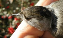 blackcap2.jpg