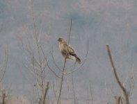 Common Buzzard.jpg