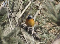 Daurian Redstart.jpg