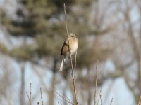 Long-tailed Rosefinch.jpg