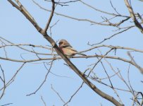 Long-tailed Rosefinch male.jpg