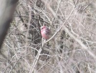 Pallas's Rosefinch 2.jpg