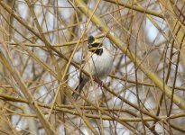 Yellow-throated Bunting.jpg