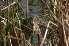 american bittern wakodahatchee, delray beach, Florida 1-2011 v71076.jpg