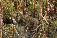 american bittern wakodahatchee, delray beach, Florida 1-2011 v71091.jpg