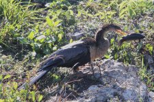 anhinga, oasis visitor centre, big cypress reserve, Florida 1-2011 v7128 v3.jpg