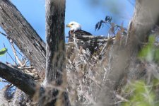 bald eagle , big cypress reserve, Florida 1-2011 v7030 v2.jpg