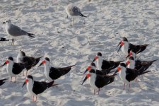 black skimmer ,naples, Florida 1-2011 v7561 v3.jpg