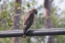 broad-winged hawk, the keys, florida 1-2011 v9010 v2.jpg