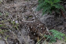 burrowing owl marco island, Florida 1-2011 v7432 v2.jpg