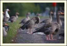 Greylag9b2.jpg