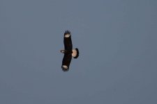 crested caracara Viera wetlands, Florida 1-2011 v7864 v2.jpg