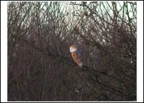 Barn Owl.jpg