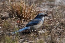 florida scrub-jay merritt island, Florida 1-2011 v7848.jpg