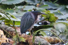 green heron wakodahatchee, delray beach,  Florida 1-2011 v71012 v2.jpg