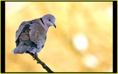 Collared Dove 2.jpg