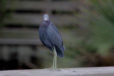 little blue heron green cay, delray beach,  Florida 1-2011 v71208 v2.jpg