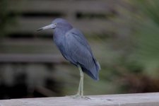 little blue heron green cay, delray beach,  Florida 1-2011 v71209 v3.jpg