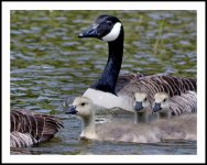 Canada Goslings 3.jpg