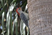red-bellied woodpecker wakodahatchee, delray beach,  Florida 1-2011 v71178.jpg