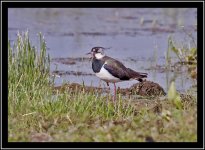 Lapwing 2.jpg