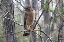 red-shouldered hawk corkscrew swamp, Florida 1-2011 v7629.jpg