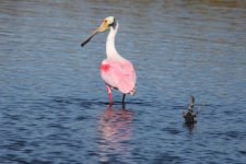 roseate spoonbill blackpoint drive, merritt island, Florida 1-2011 v7742 v2.jpg