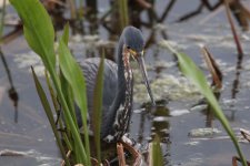 tricoloured heron green cay, delray beach,  Florida 1-2011 v71198.jpg