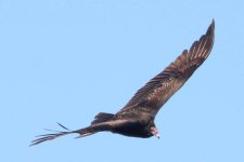 turkey vulture , key west, florida 1-2011 v9154 v3.jpg