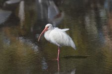 white ibis ,key west, florida 1-2011 v9128.jpg