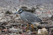 yellow-crowned night-heron ding-darling, sanibel, Florida 1-2011 v7258.jpg