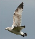 'Birds Ireland' Gull.jpg