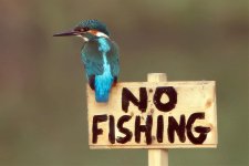 kingfisher (3).jpg
