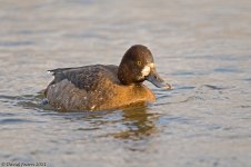 GreaterScaup1wmSB1800.jpg