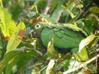 Brown-hooded Parrot - Pipeline Road, Panama.jpg