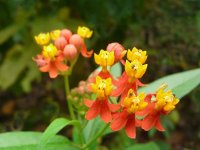 Flower, unidentified - Pipeline Road, Panama.jpg