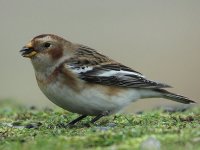 Snow Bunting 0232.jpg