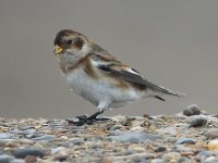 Snow Bunting 0213.jpg