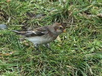 Snow Bunting 0184.jpg