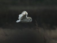 Barn Owl 0177.jpg