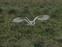 Barn Owl 0175.jpg