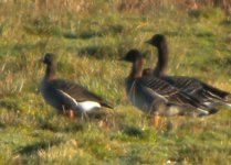 Cantley Marshes RSPB Lesser Whitefront Goose 1.jpg