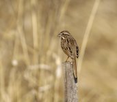 song sparrow 3.jpg