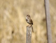 song sparrow.jpg