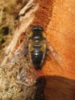 Eristalis 01.JPG